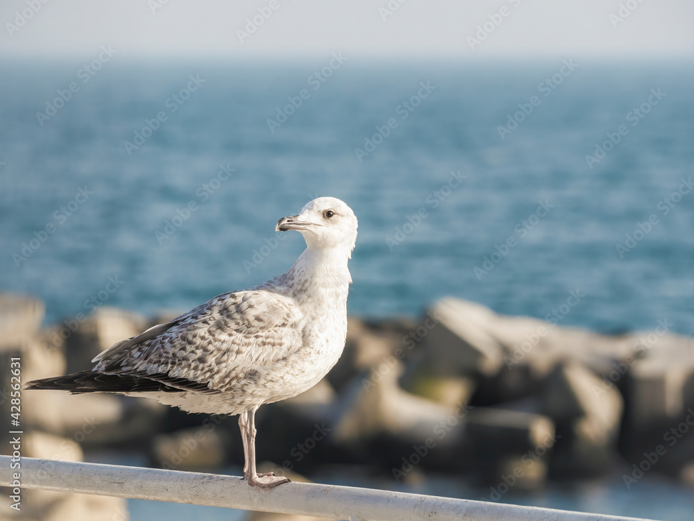 Close up with a seagull. Portrait of a seagull bird with blue sea water in the background Close up with a seagull. Portrait of a seagull bird with blue sea water in the background