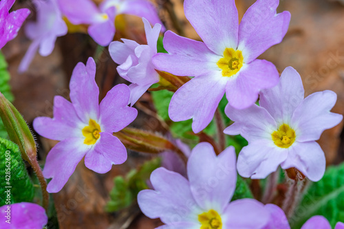 Fototapeta Naklejka Na Ścianę i Meble -  Wild growning violet plant flower, Viola odorata, Sweet Violet