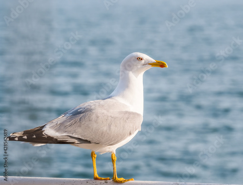 Close up with a seagull. Portrait of a seagull bird with blue sea water in the background