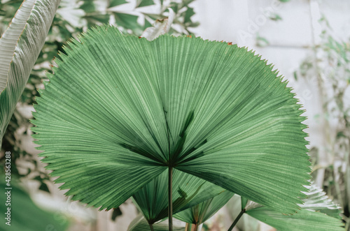 The plant