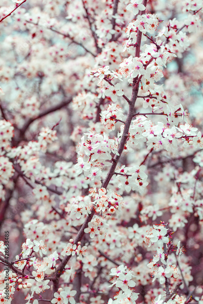 Blooming branch of wild plums. Wild plum blossoms at spring Blooming branch of wild plums. Wild plum blossoms at spring