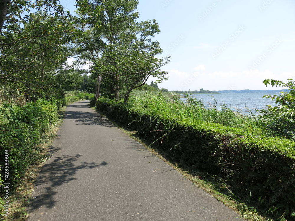 手賀沼遊歩道（水生植物園～滝下広場）