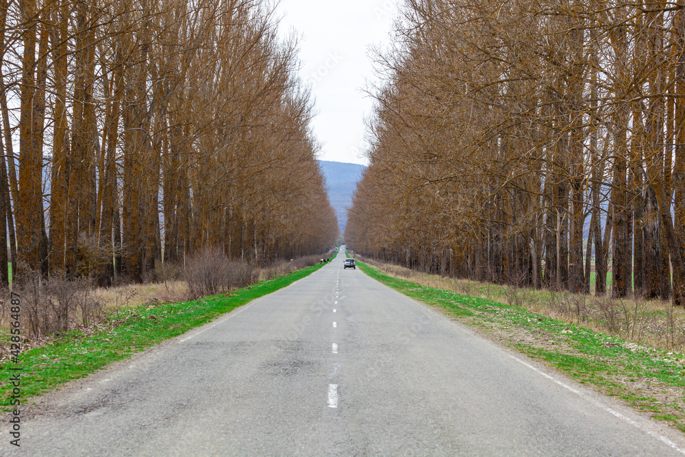 Fototapeta premium Automobile road among the trees, Georgia