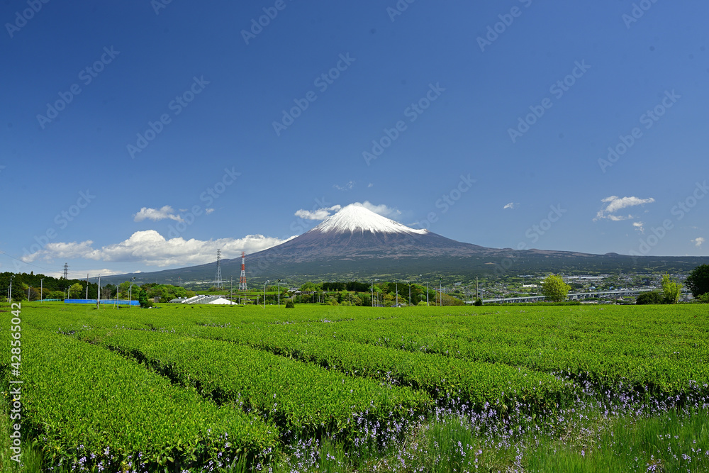 The tea fields are also beautiful. The tea fields are also beautiful.