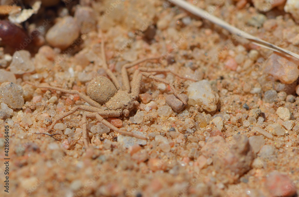 Closeup picture of the six-eyed sand spider of the genus Hexophthalma (maybe H. hahni or H. goanikontesensis) and former Sicarius (family Sicariidae), photographed in the Namib desert near Swakopmund.