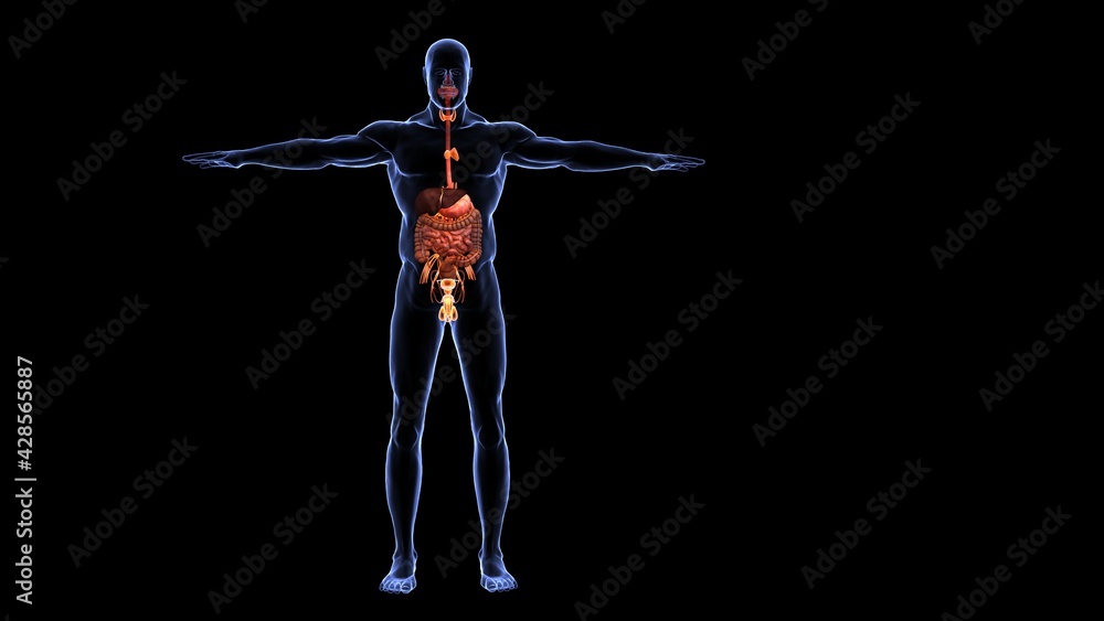 Obraz premium human organs anatomy 3d illustration