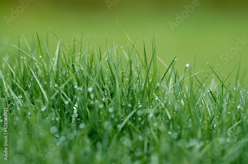 Drops of dew on a green grass