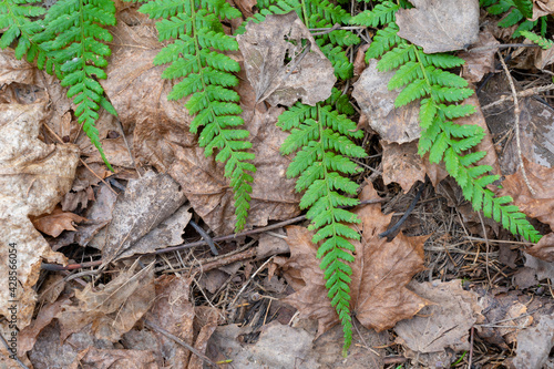 Photo of green fern growing in forest.