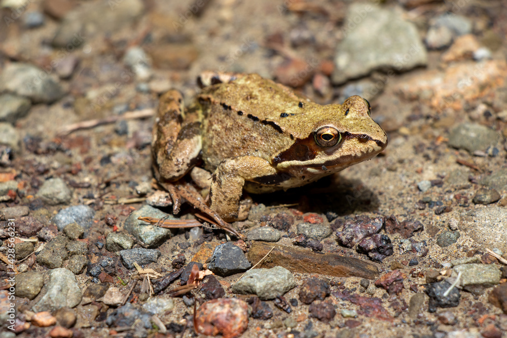Obraz premium red eyed frog