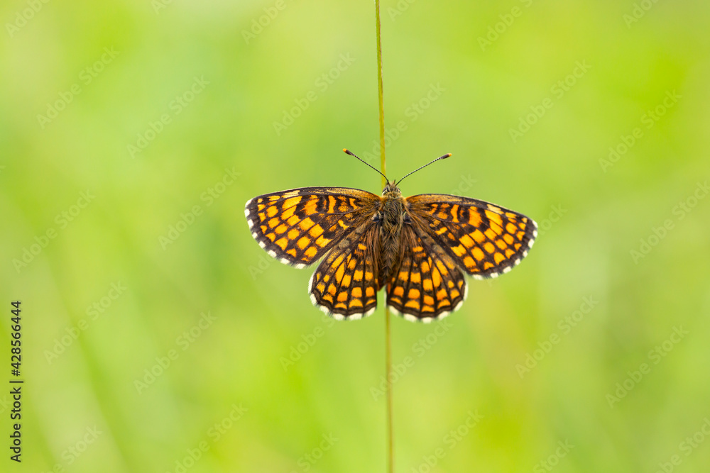 The heath fritillary (Melitaea athalia) with spread wings resting on a straw The heath fritillary (Melitaea athalia) with spread wings resting on a straw