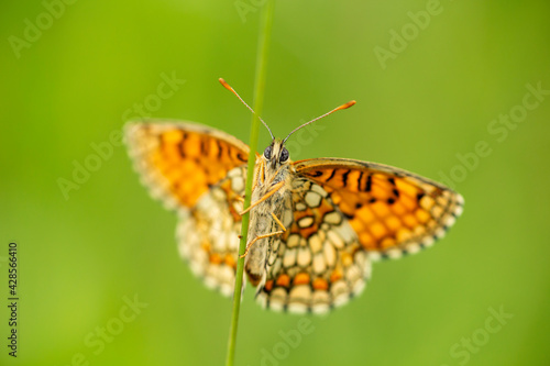 The heath fritillary (Melitaea athalia) with spread wings resting on a straw and showing its beautiful colorful pattern of wings underside