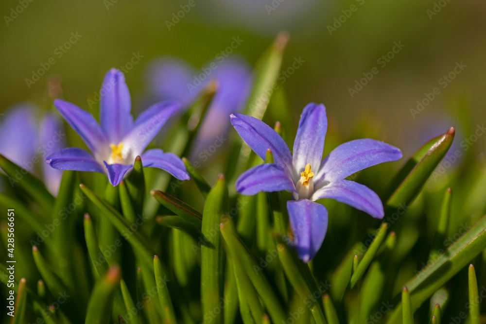 Beautiful pale blue star- like flowers of the Glory of the snow (Chionodoxa luciliae, Scilla luciliae) flowering early in spring Beautiful pale blue star- like flowers of the Glory of the snow (Chionodoxa luciliae, Scilla luciliae) flowering early in spring
