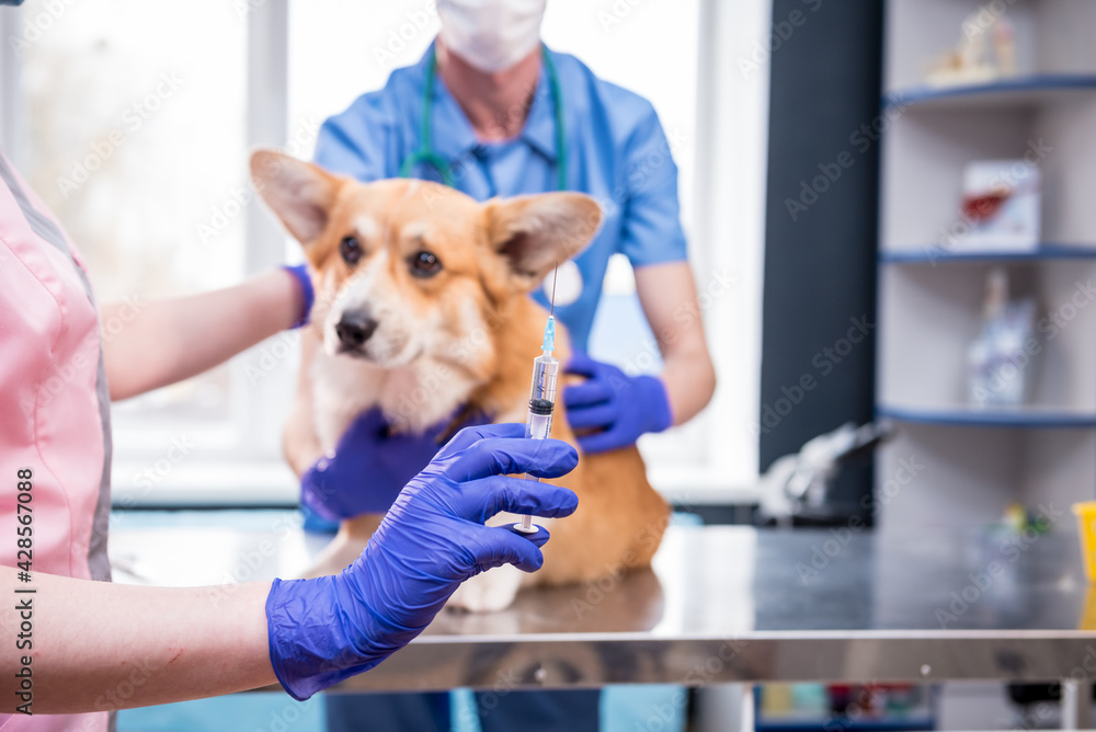 Veterinarian team giving the vaccine to the Corgi dog Veterinarian team giving the vaccine to the Corgi dog