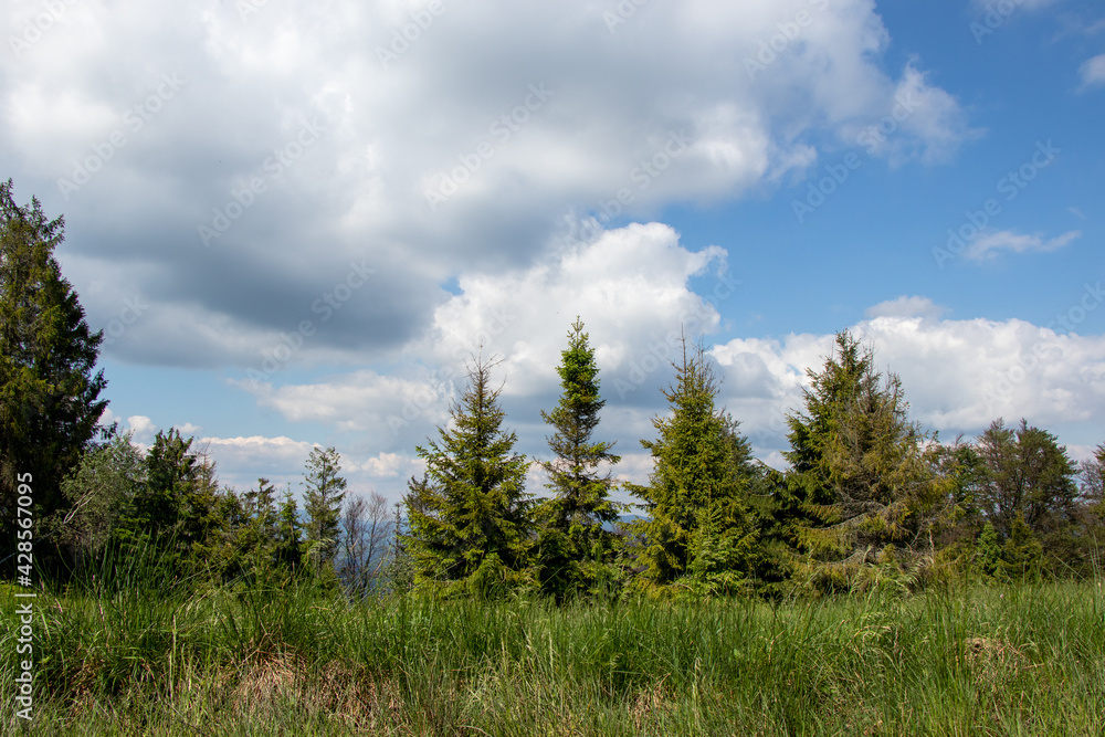 forest and sky