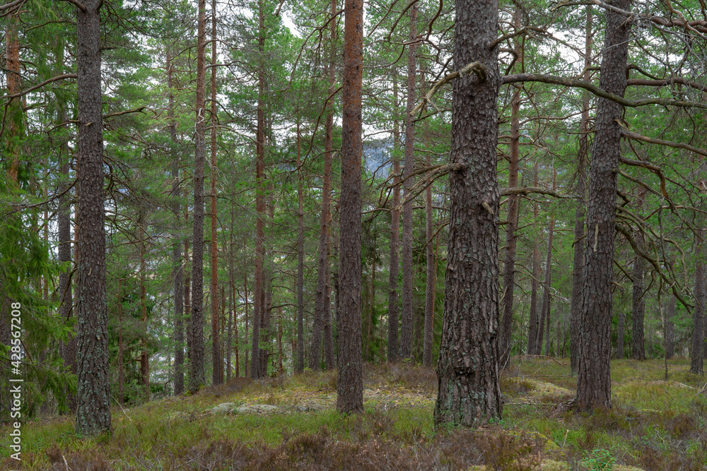 Obraz premium Early spring in the forest.