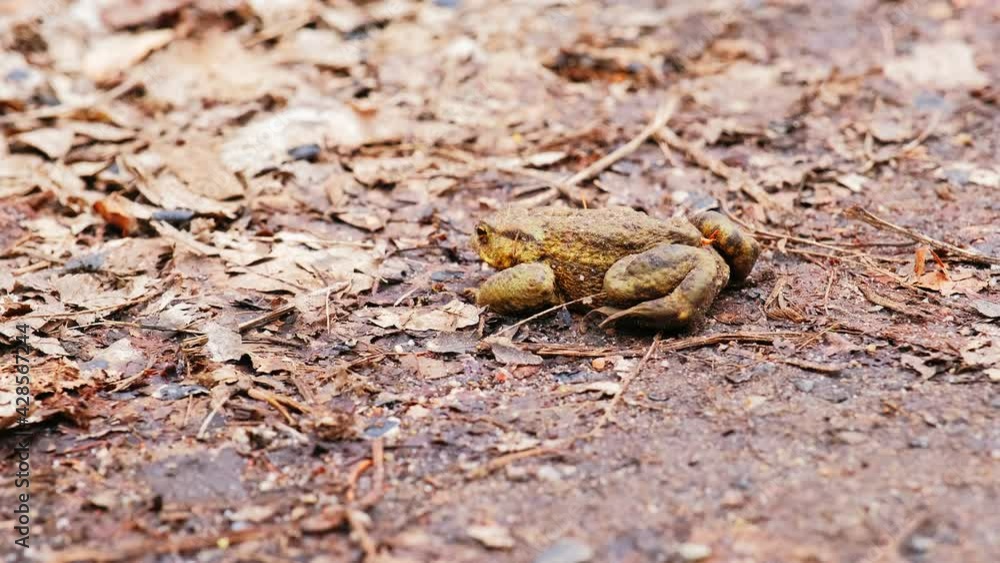 Wild Common Toad Frog Camouflaged Resting Scared and Vigilant on Forest Path while Person In Black Leather Boots Walks By Closeup Wild Common Toad Frog Camouflaged Resting Scared and Vigilant on Forest Path while Person In Black Leather Boots Walks By Closeup