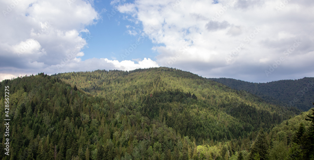 forest in the mountains