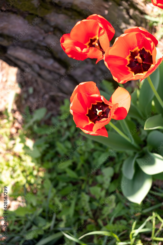 Obraz premium 튜율립과 봄 햇살