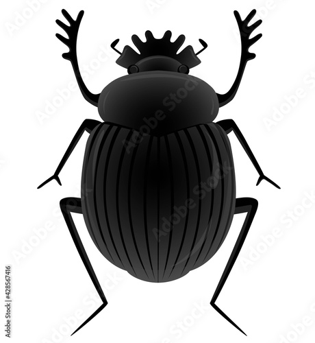 Black scarab beetle top view. Manure beetle