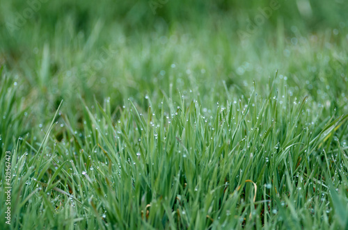 Fresh green grass with dew drops closeup