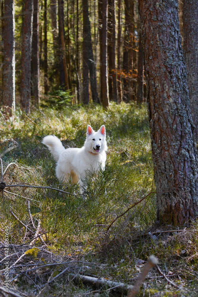 white dog in the woods