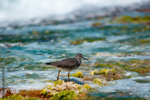 Bird in Hawaii