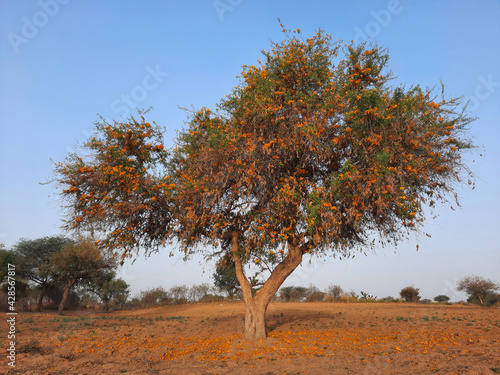 tecomilla or rohida tree with fallen flowers on ground in blue sky in desert fields