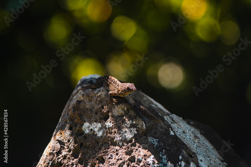 Hawaiin Lizard on Rock photo