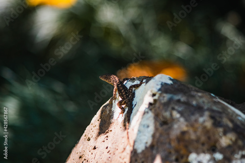 Hawaiin Lizard on Rock