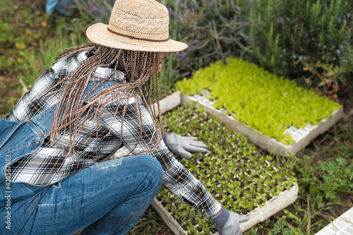 Fotografie, Obraz Afro farmer woman preparing seedlings in vegetables garden - Farm people lifesty
