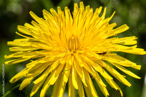 Closeup of a young blooming dandelion  Taraxacum officinale  flower during spring in a field in Austria