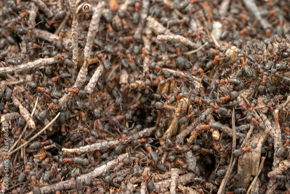 Ants are walking on anthill in the forest. Ants are walking on anthill in the forest.