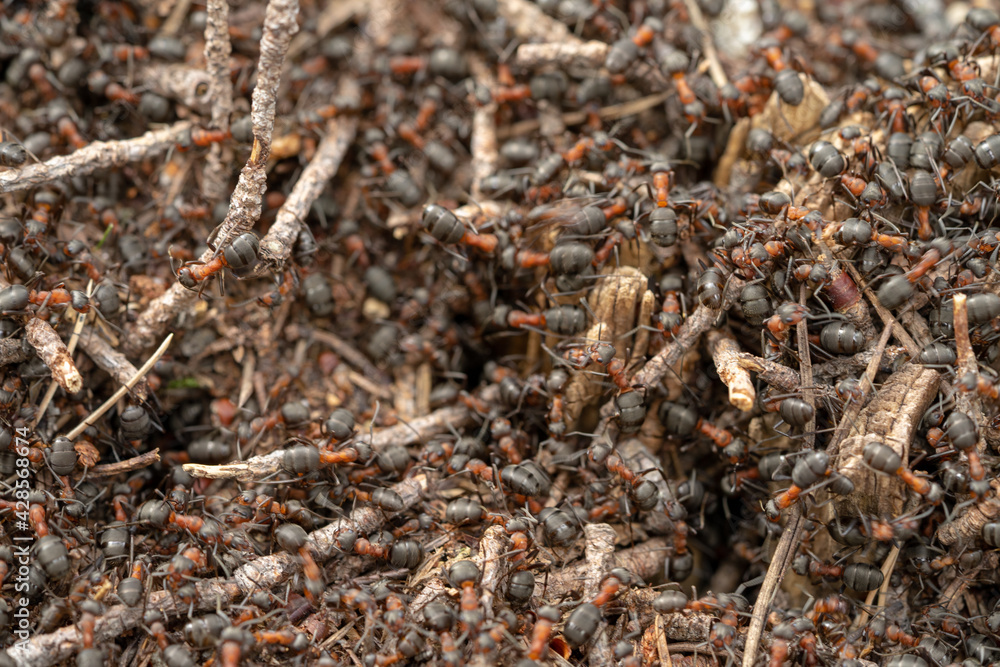 Close-up of ants nest in spring forest. Close-up of ants nest in spring forest.