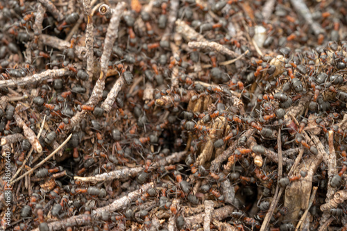 Ants are walking on anthill in the forest. © oleksandr