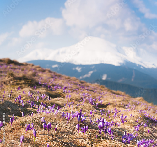 flowering crocuses in the highlands © Yurii Klymko
