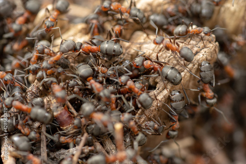 Ants are walking on anthill in the forest. photo