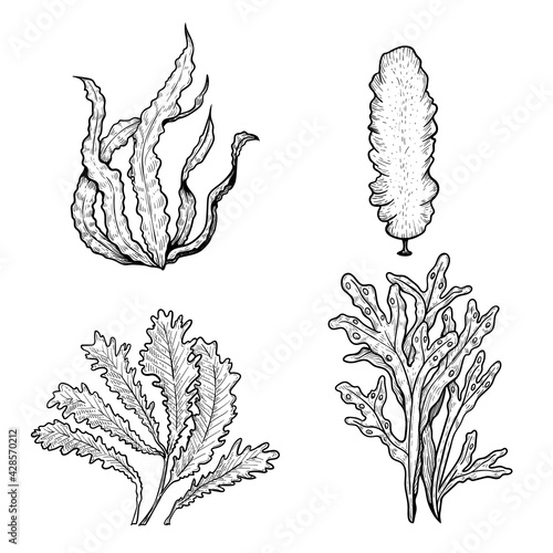 Hand drawn sketch style seaweeds set. Underwater black and white plants. Ink style drawings. Vector illustrations isolated on white background.