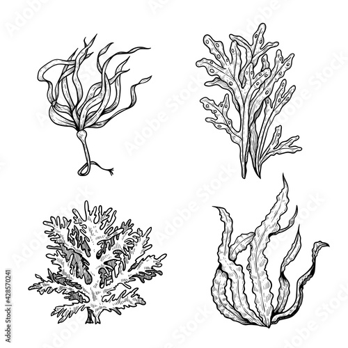 Hand drawn sketch style seaweeds set. Underwater black and white plants. Ink style drawings. Vector illustrations isolated on white background.