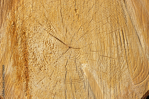 Fotografie sawn wood texture