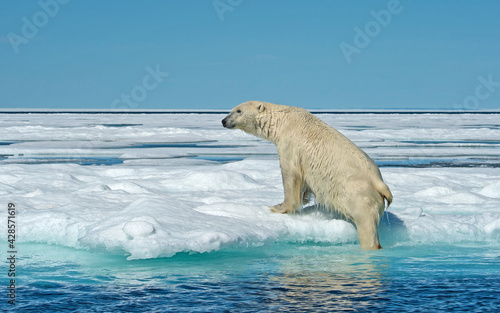 polar bear coming out of the water