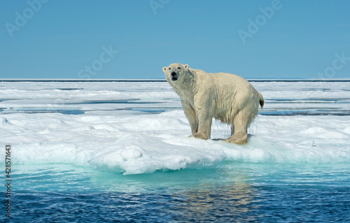 polar bear at the flow edge