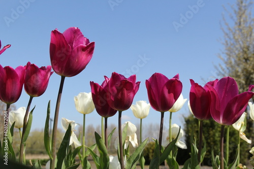 a row beautiful purple tulips and white tulips and a blue sky in the background in a flower garden in holland in springtime