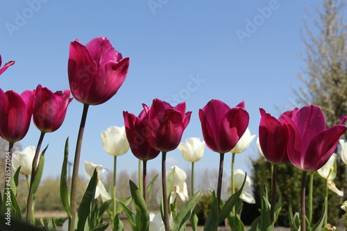 a row beautiful purple tulips and white tulips and a blue sky in the background in a flower garden in holland in springtime © Angelique