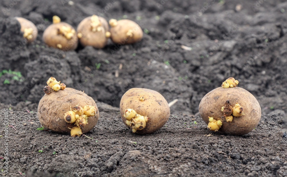 Potatoes with sprouts on the ground. Planting potatoes in spring in a farm field. Sprouted potatoes in basket on the eve of spring, letting sprout, close up. Potatoes with sprouts on the ground. Planting potatoes in spring in a farm field. Sprouted potatoes in basket on the eve of spring, letting sprout, close up.