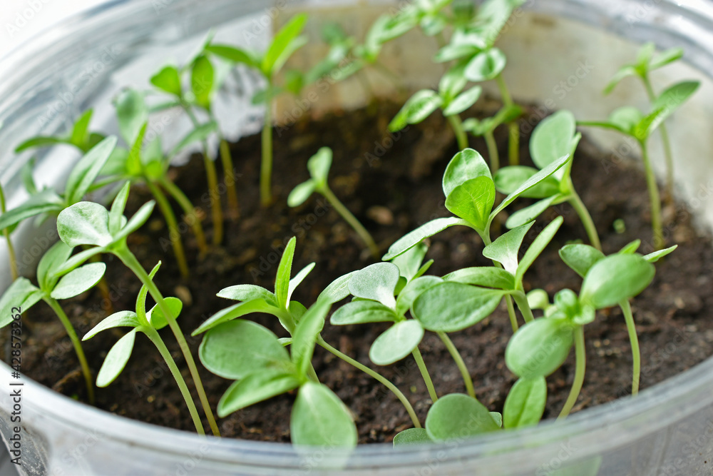 Young green shoots of flowers in the spring at home