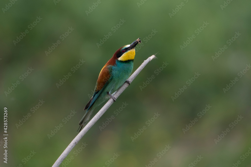 Fototapeta premium Bee-eater catching a wasp