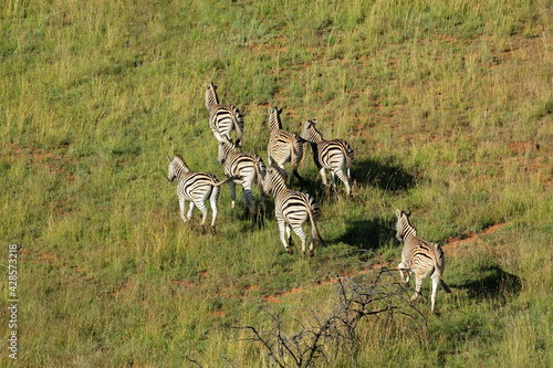 Aerial view of plains zebras  Equus burchelli  running in grassland  South Africa.