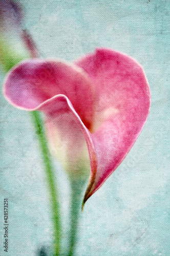 Calla pink