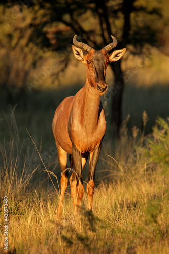 Rare tsessebe antelope (Damaliscus lunatus) in natural habitat, South Africa. photo