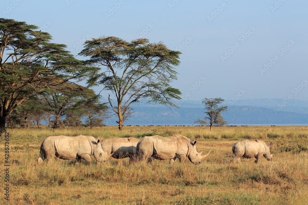 White rhinoceros (Ceratotherium simum) in open grassland, Lake Nakuru National Park, Kenya.